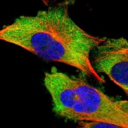 DDX3 Antibody, Novus Biologicals 0.1mL; Unlabeled:Antibodies, Polyclonal
